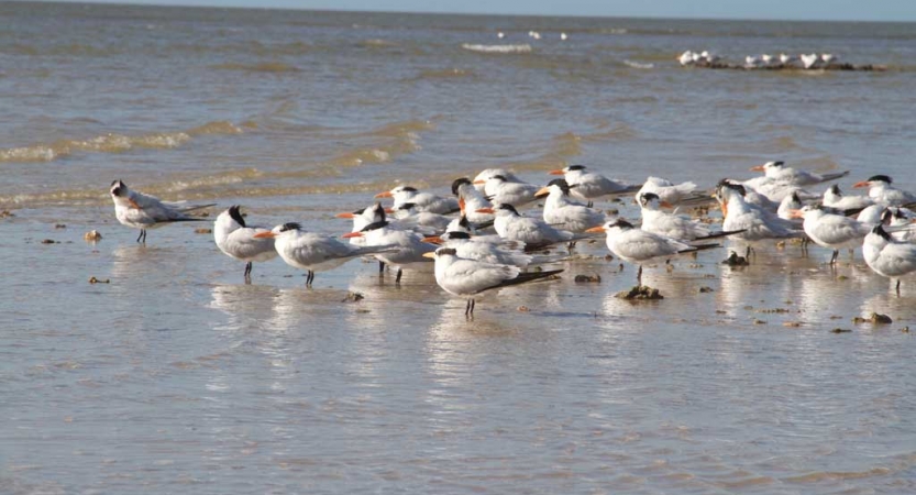 a group of waterfowl stand in shallow waters